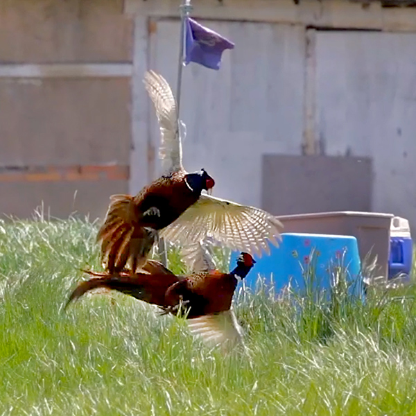 PHEASANTS1